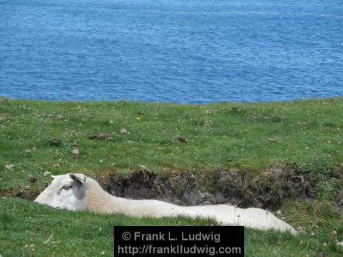 Around Downpatrick Head